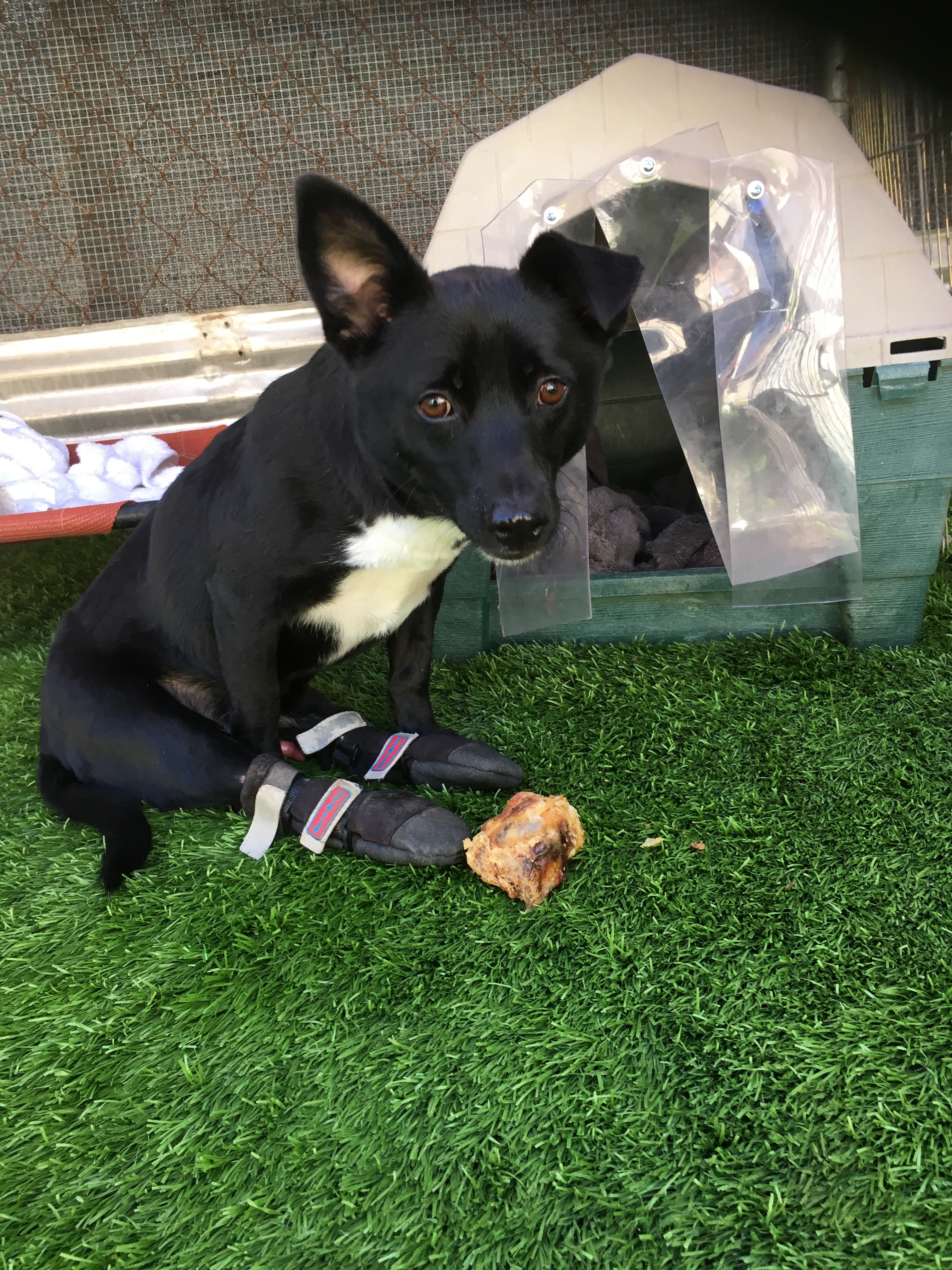 Maui, a Adoptable mixed breed in Imperial Beach, CA image 5/10