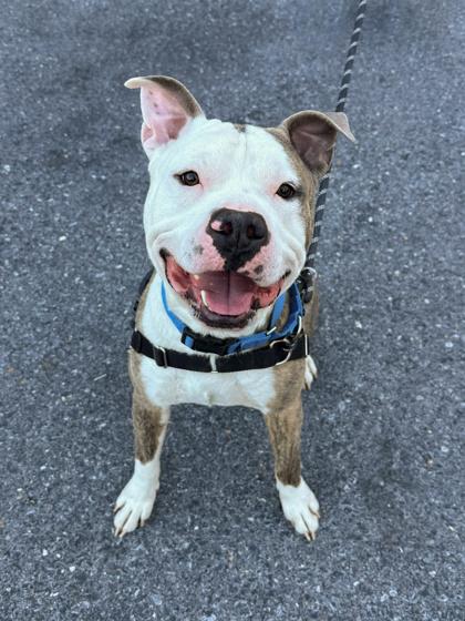 Dunkin, Adoptable, Adult Male Pit Bull Terrier & Mixed Breed.