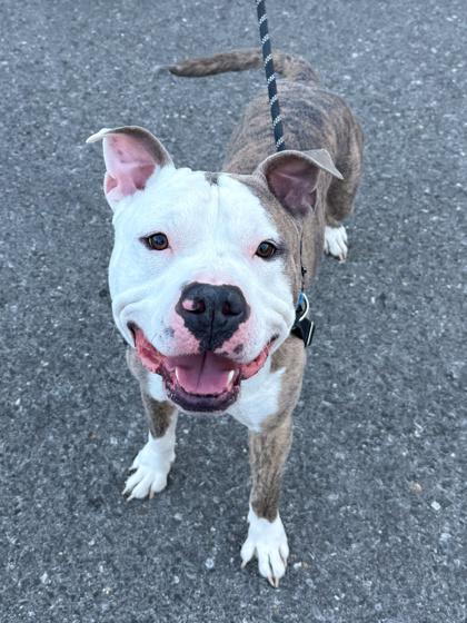 Dunkin, a Adoptable mixed breed in Washington, DC image 2/3
