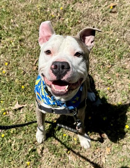 Dunkin, a Adoptable mixed breed in Washington, DC image 3/3