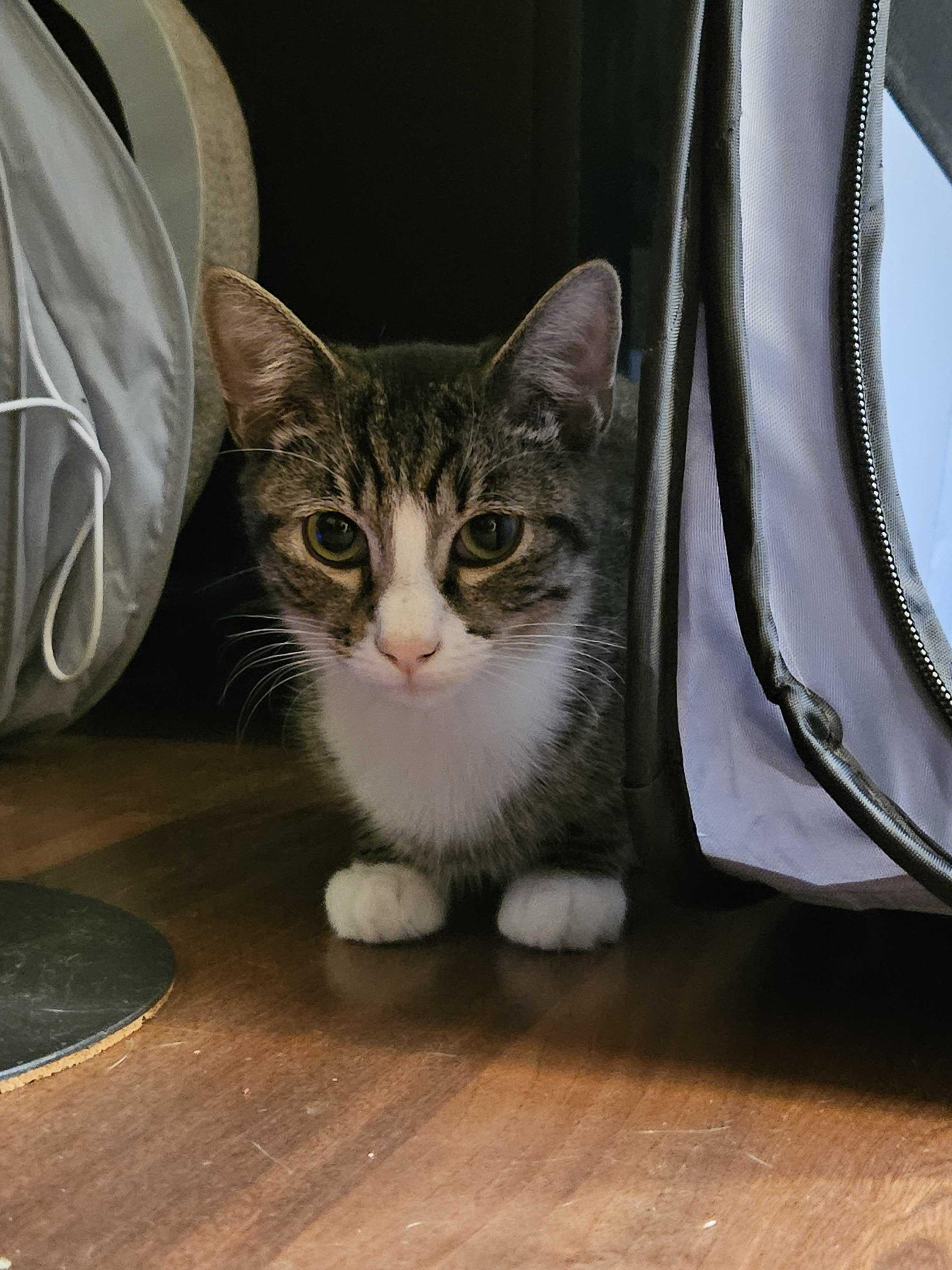 Enlarge Starr (Bonded to Bradley Cooper), a Adoptable Domestic Short Hair in Long Island City, NY image 2/4