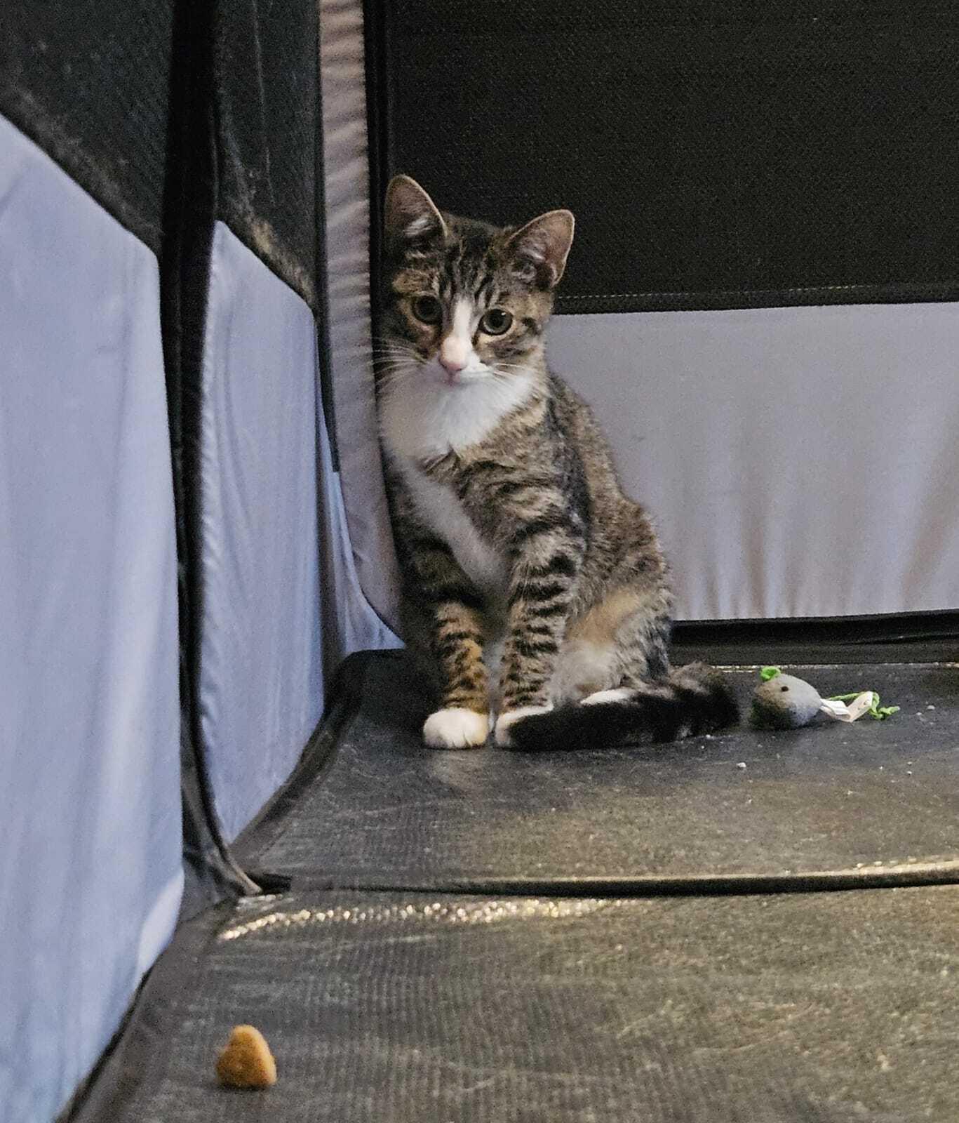Starr (Bonded to Bradley Cooper), Adoptable, Young Male Domestic Short Hair.