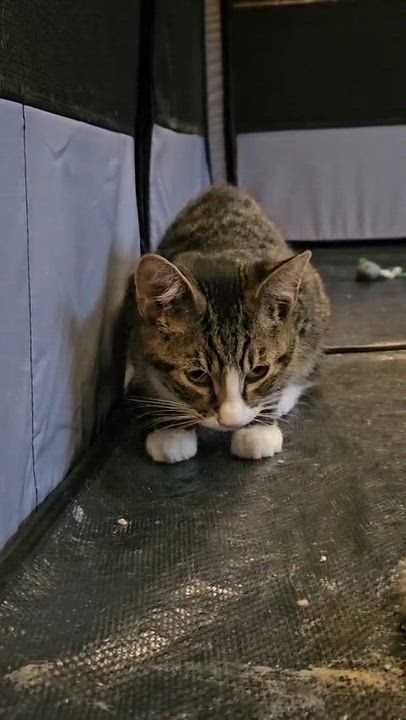 Enlarge Starr (Bonded to Bradley Cooper), a Adoptable Domestic Short Hair in Long Island City, NY video 3/4