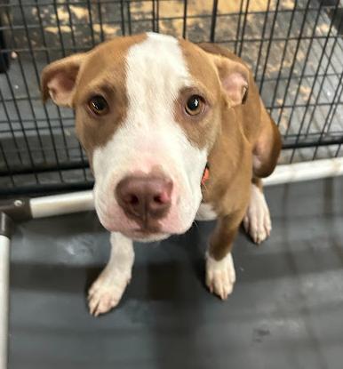 Enlarge Devin, a Adoptable mixed breed in Llano, TX image 3/6