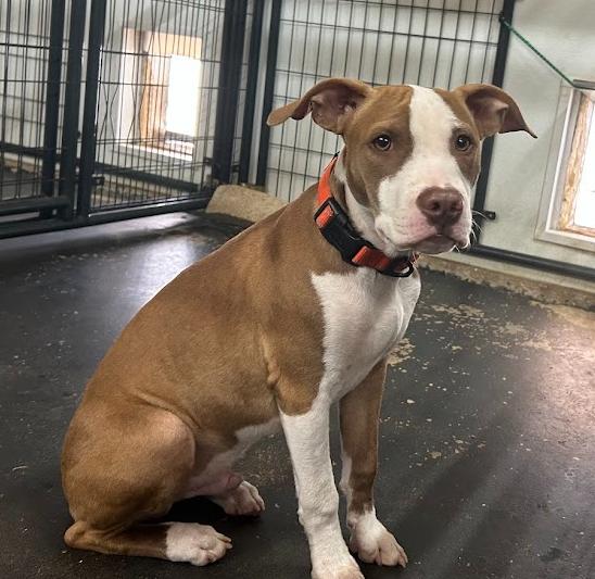 Enlarge Devin, a Adoptable mixed breed in Llano, TX image 2/6