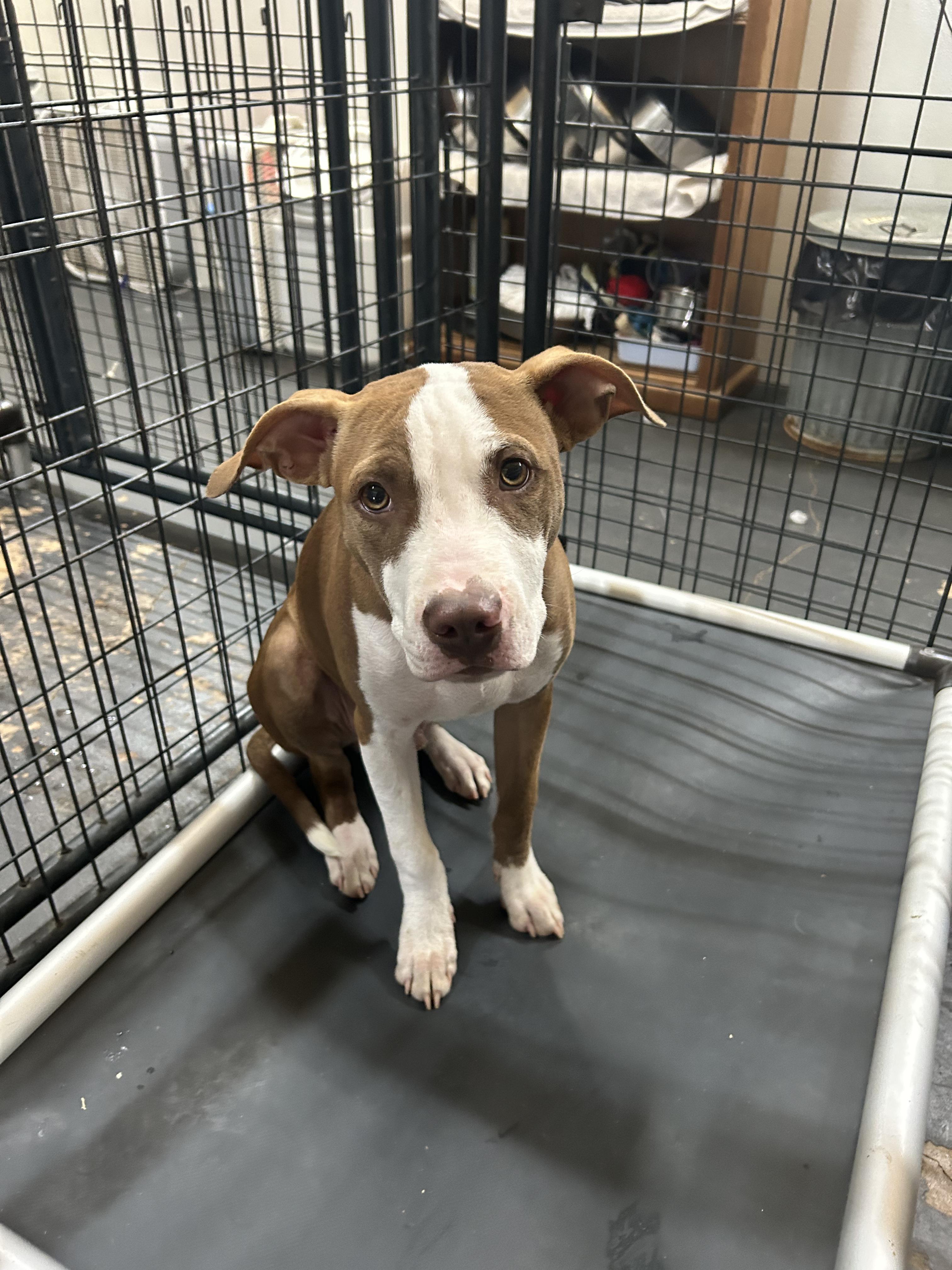 Enlarge Devin, a Adoptable mixed breed in Llano, TX image 5/6