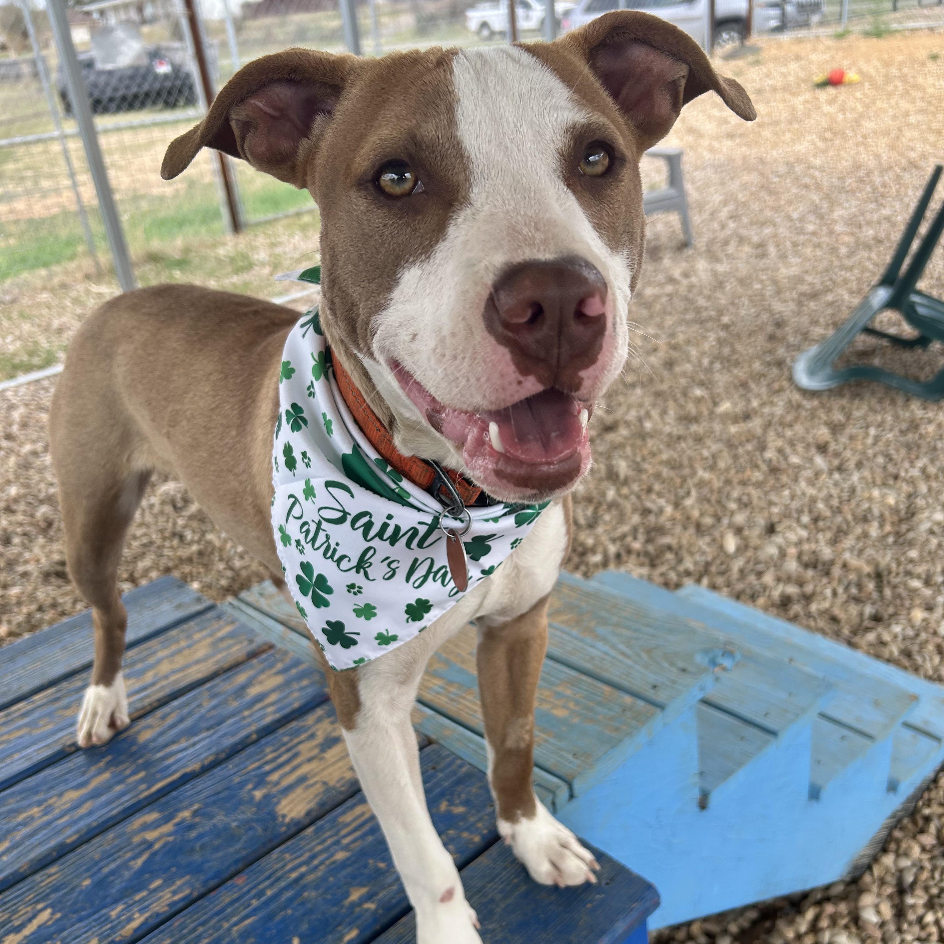 Devin, Adoptable, Young Male American Staffordshire Terrier.