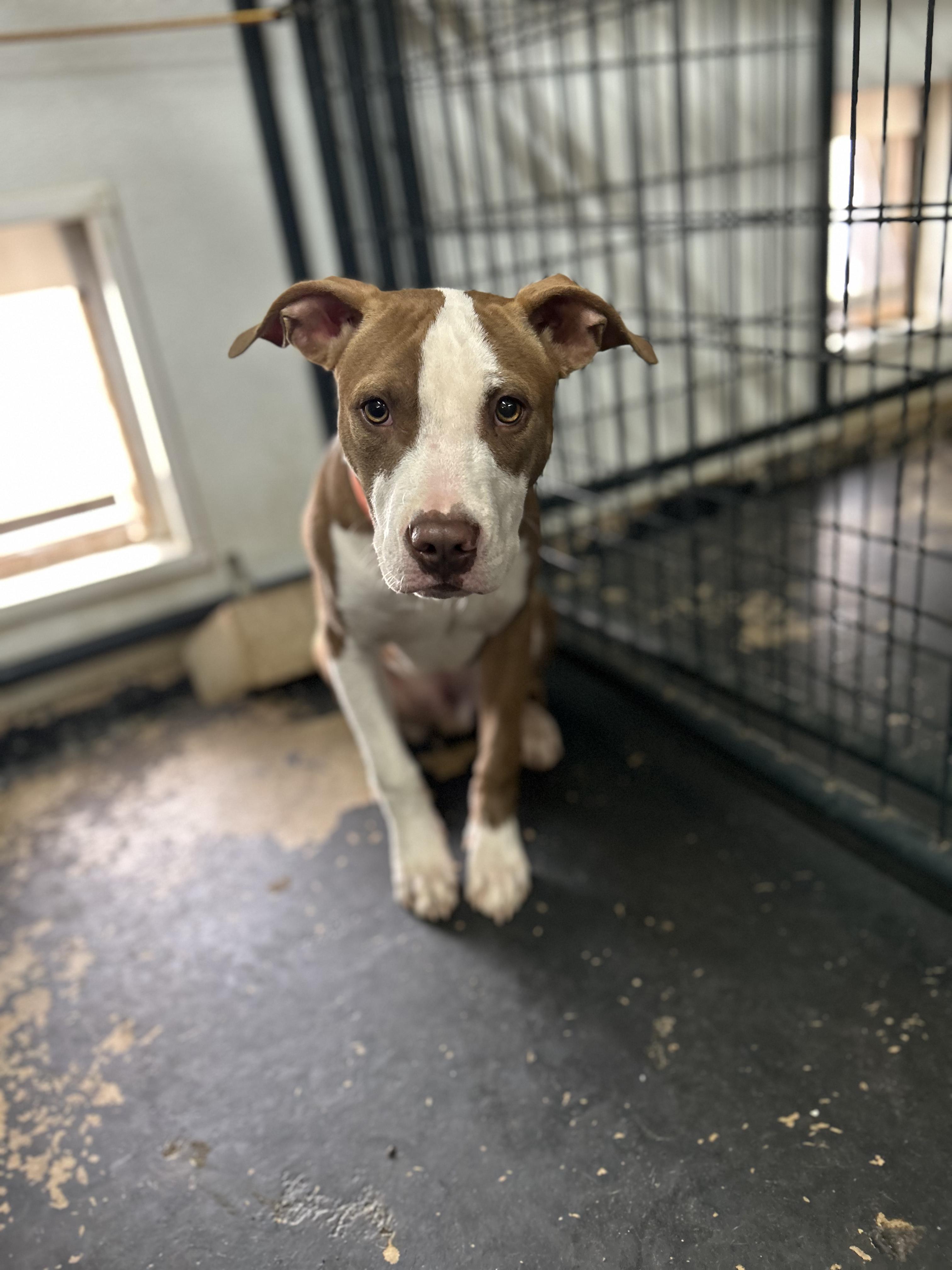 Enlarge Devin, a Adoptable mixed breed in Llano, TX image 4/6