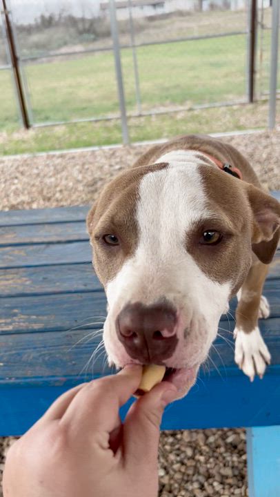 Enlarge Devin, a Adoptable mixed breed in Llano, TX video 6/6