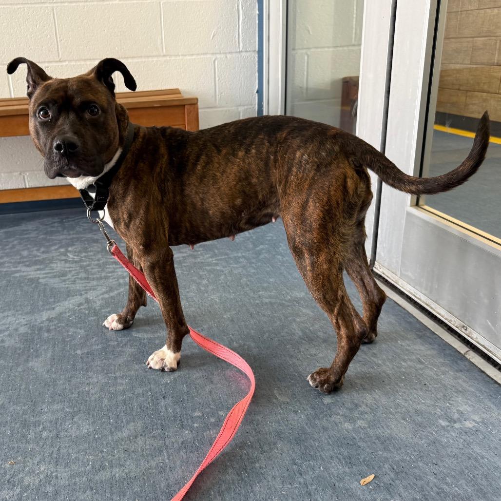 Vidia, Adoptable, Adult Female Mixed Breed.