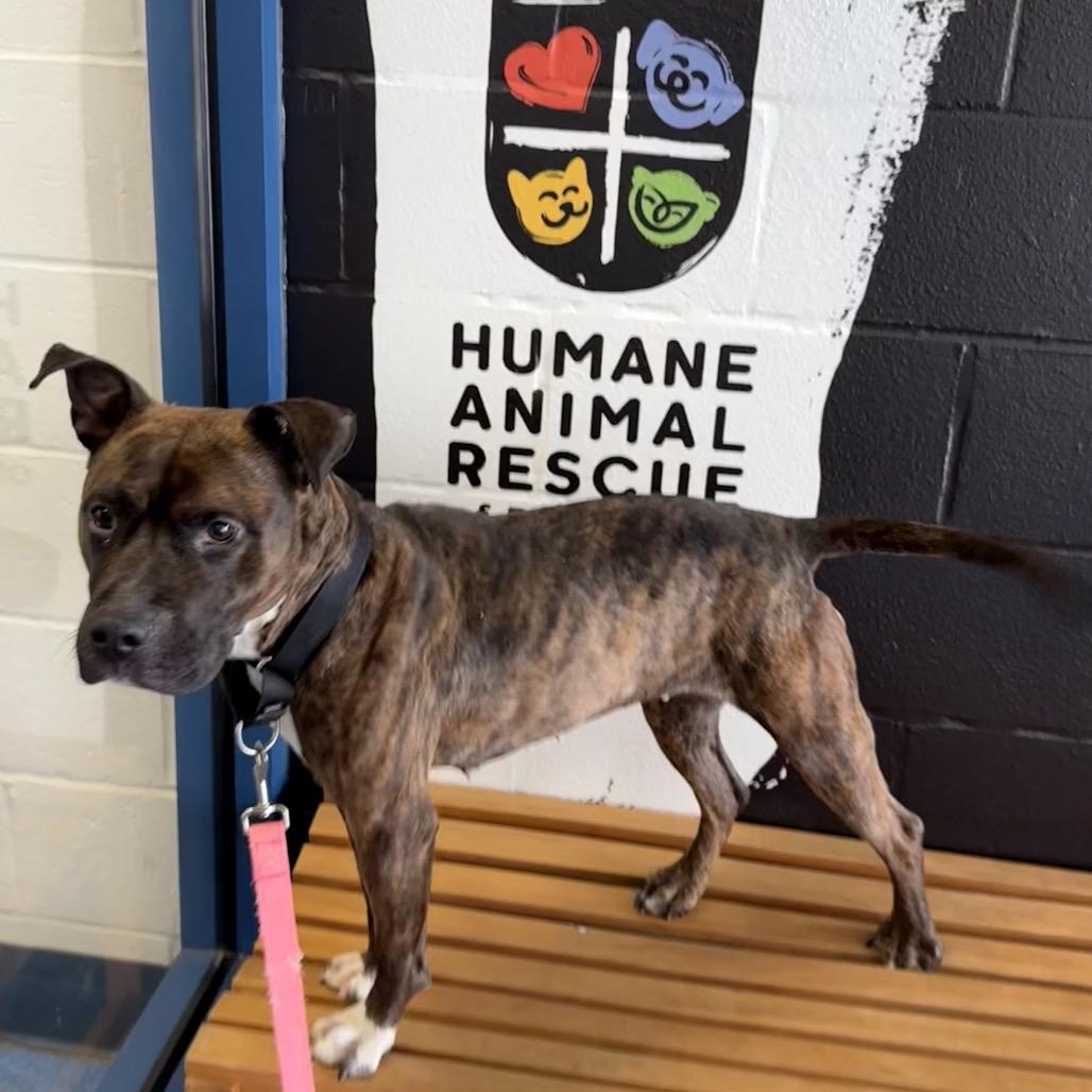 Enlarge Vidia, a Adoptable Mixed Breed in Pittsburgh, PA image 2/6