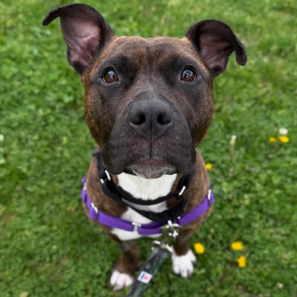 Enlarge Vidia, a Adoptable Mixed Breed in Pittsburgh, PA image 3/6