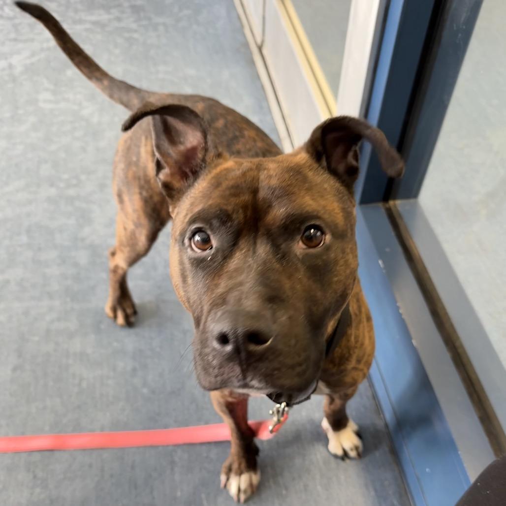 Enlarge Vidia, a Adoptable Mixed Breed in Pittsburgh, PA image 4/6