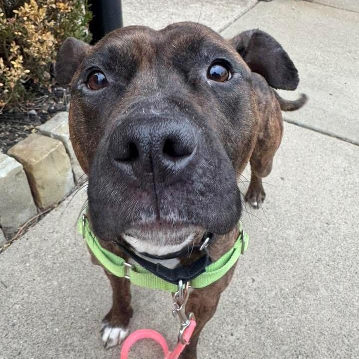 Enlarge Vidia, a Adoptable Mixed Breed in Pittsburgh, PA image 5/6
