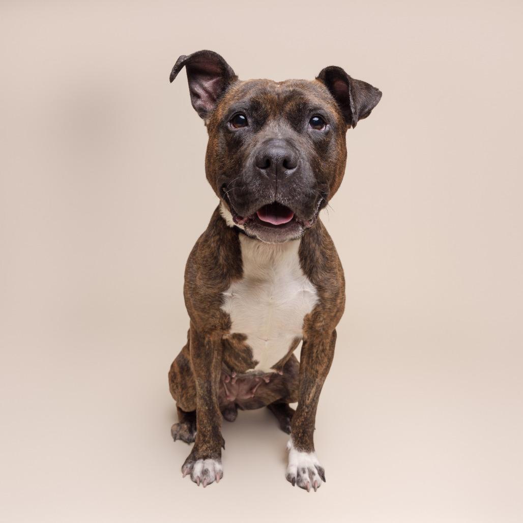 Enlarge Vidia, a Adoptable Mixed Breed in Pittsburgh, PA image 5/6