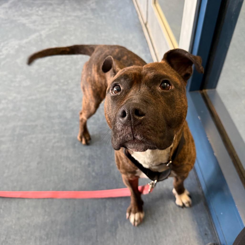 Enlarge Vidia, a Adoptable Mixed Breed in Pittsburgh, PA image 6/6