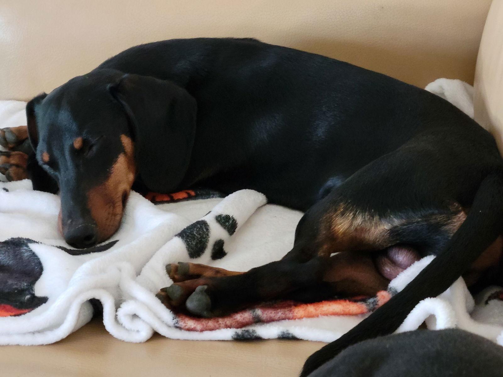 Marty, Adoptable, Puppy Male Dachshund.