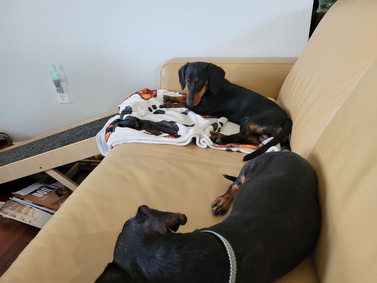 Enlarge Marty, a Adoptable Dachshund in Austin, TX image 2/3