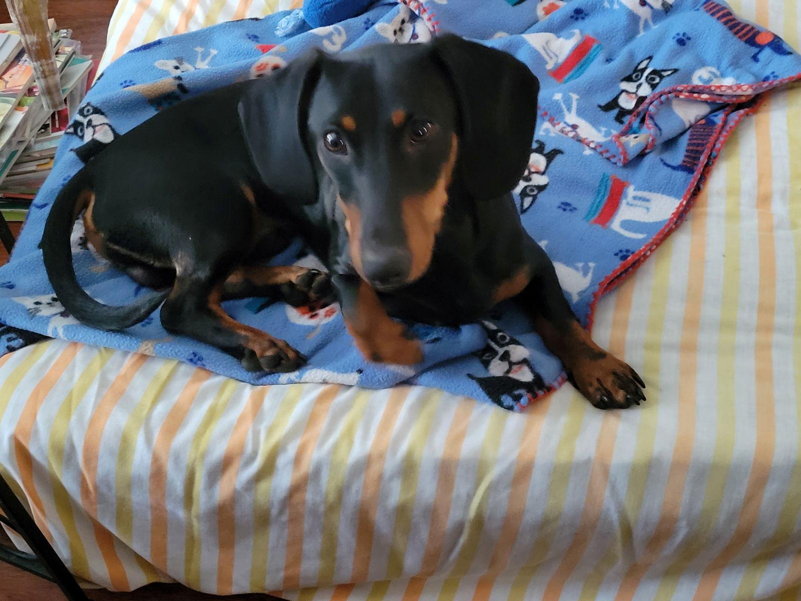 Enlarge Marty, a Adoptable Dachshund in Austin, TX image 3/3