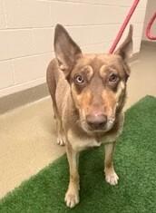 Enlarge Luna-177807, a ADOPTABLE mixed breed in Visalia, CA image 1/1
