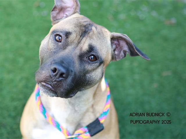 Enlarge WOODY, a Adoptable Mixed Breed in Nashville, TN image 1/1