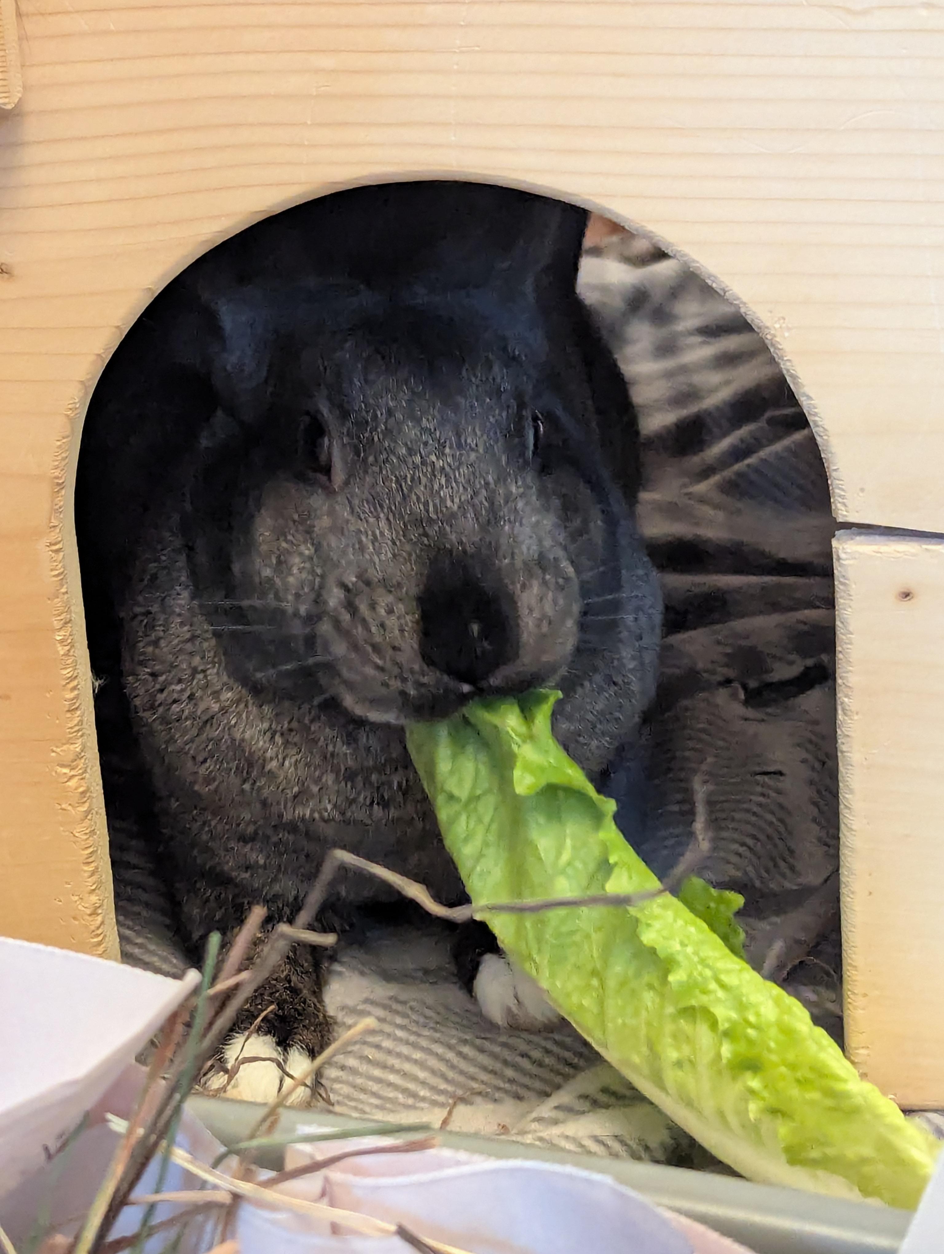 Coming Soon - Truett, ADOPTABLE, Adult Female Bunny Rabbit.