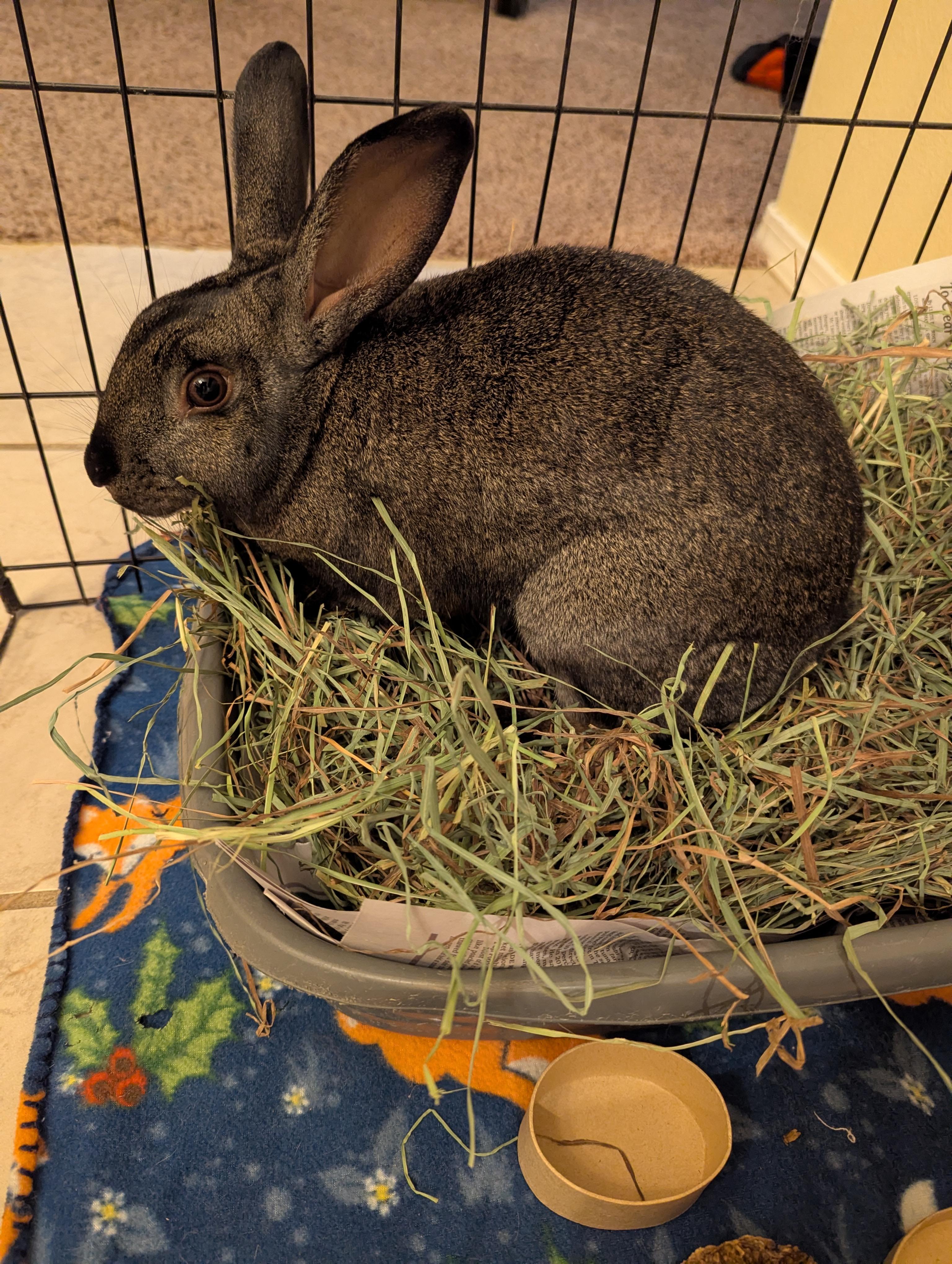 Truett, a ADOPTABLE Bunny Rabbit in Albuquerque, NM image 4/5