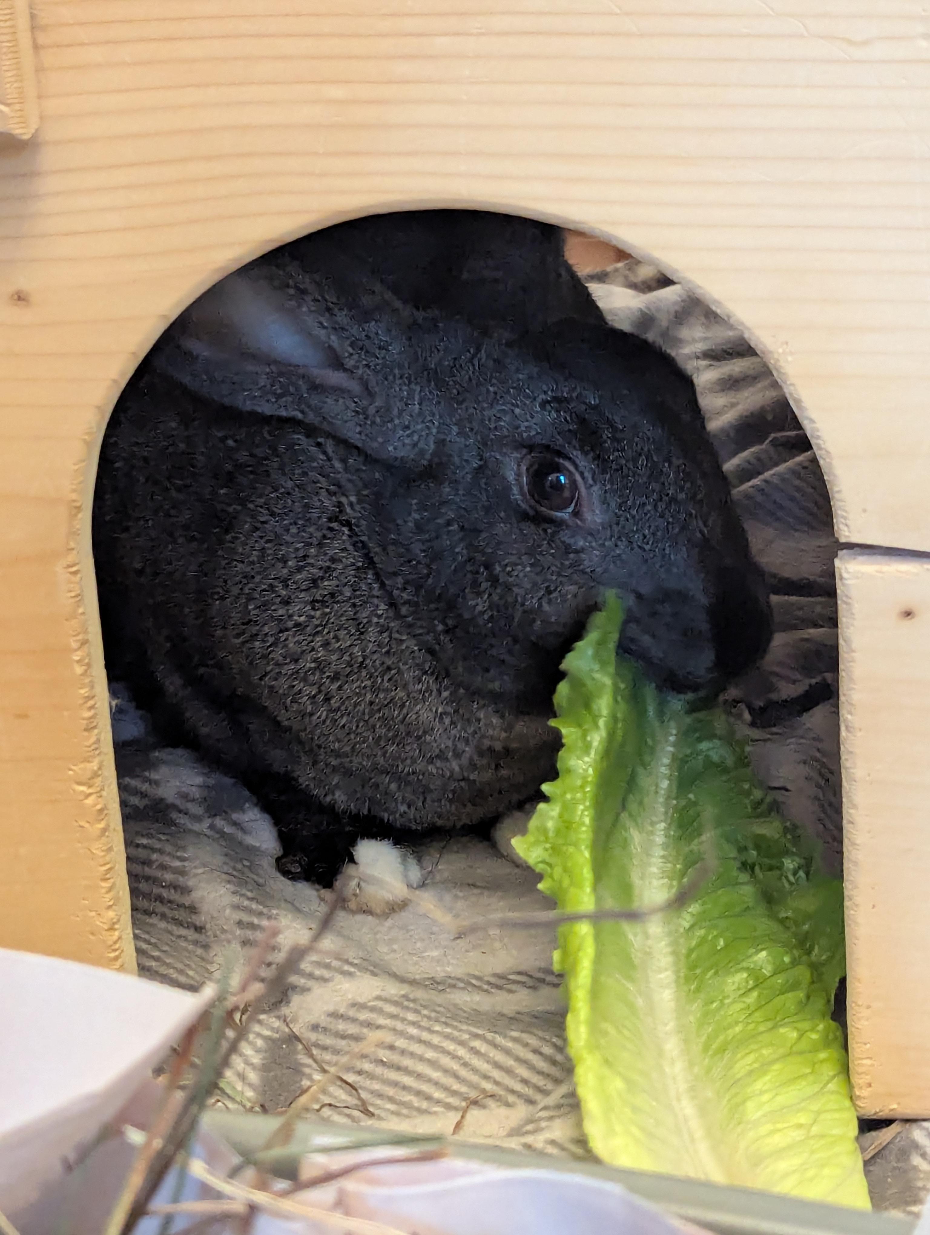 Truett, a ADOPTABLE Bunny Rabbit in Albuquerque, NM image 3/5