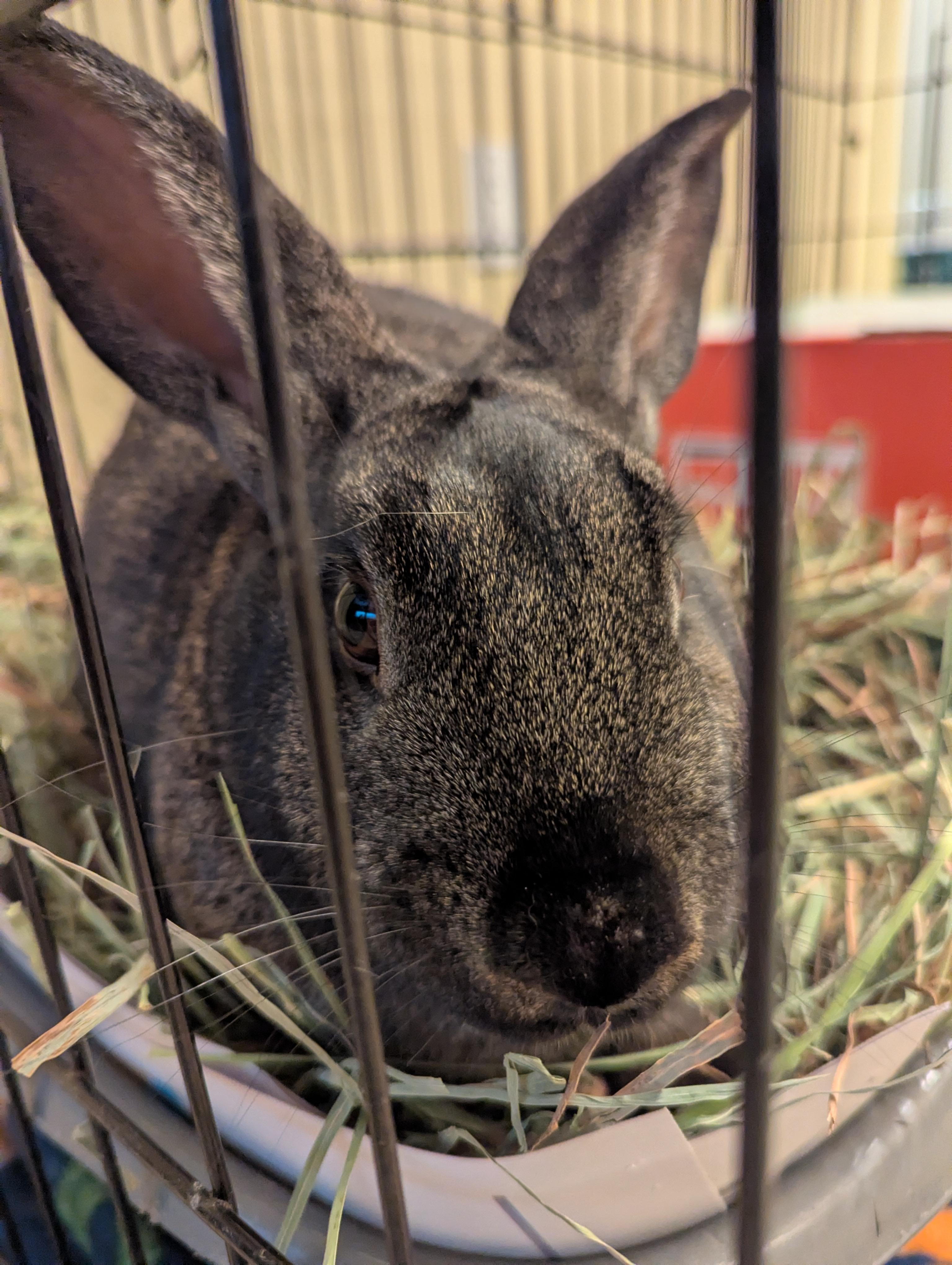 Truett, a ADOPTABLE Bunny Rabbit in Albuquerque, NM image 5/5