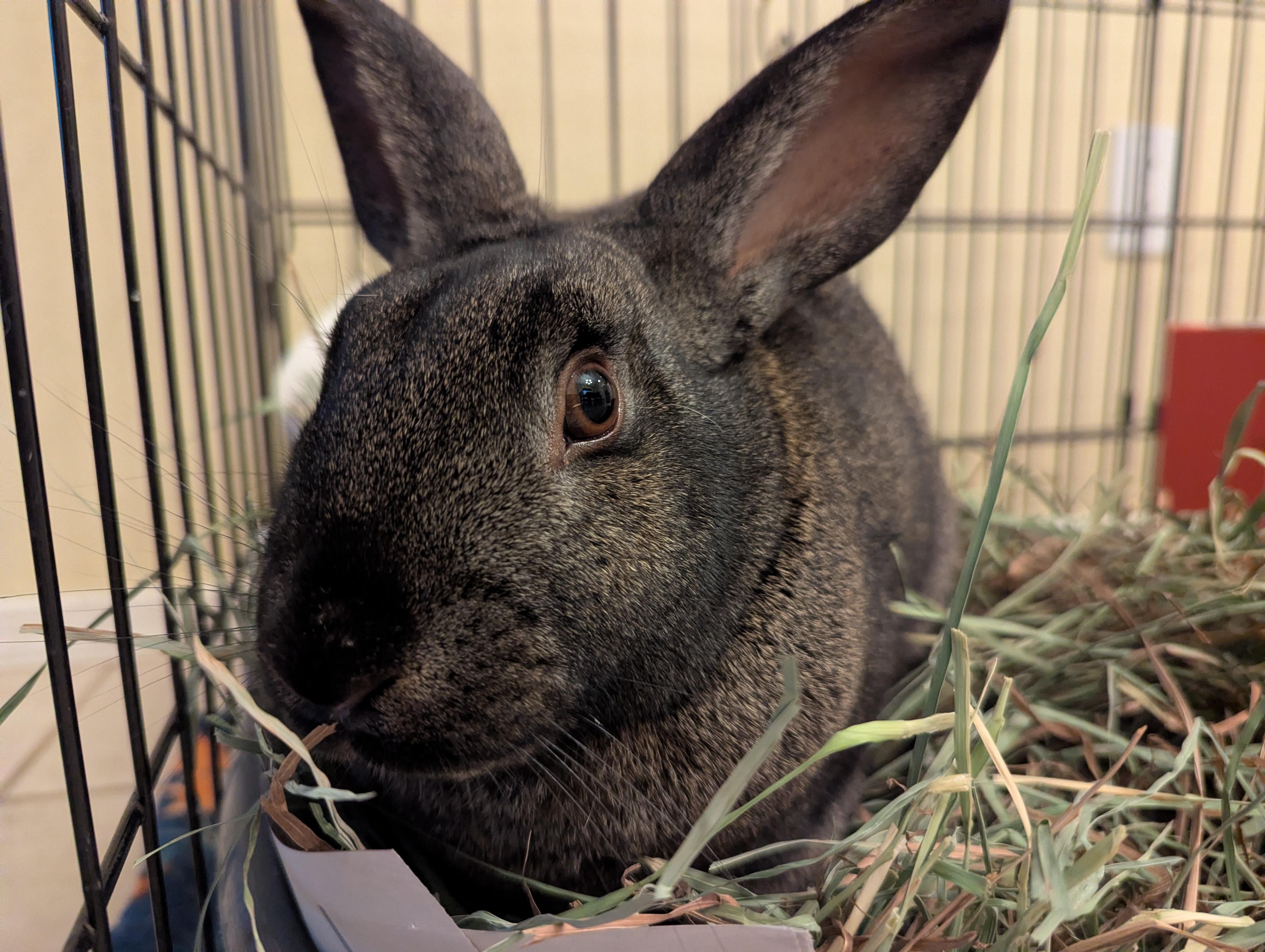 Truett, a ADOPTABLE Bunny Rabbit in Albuquerque, NM image 2/5