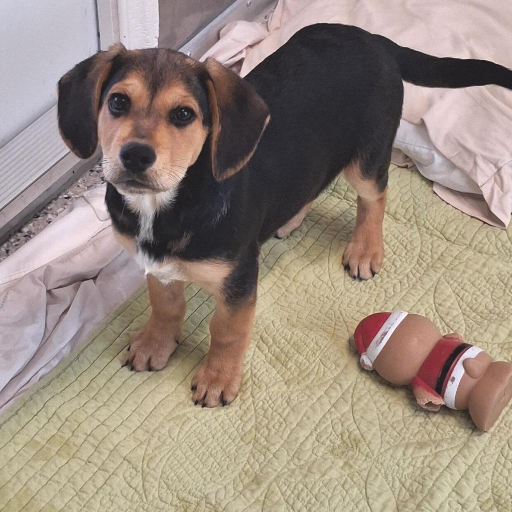 Rudolph, Adoptable, Puppy Male Beagle & Mixed Breed.