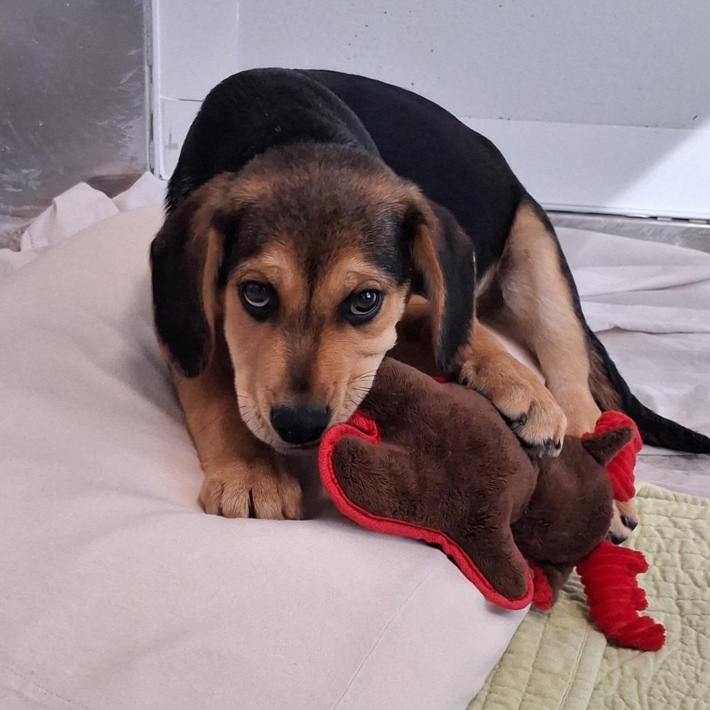 Rudolph, a Adoptable mixed breed in Freeport, FL image 2/4