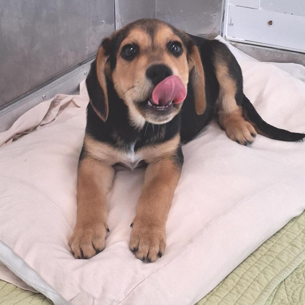 Rudolph, a Adoptable mixed breed in Freeport, FL image 3/4