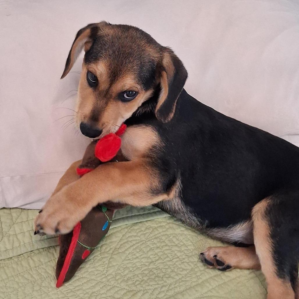 Rudolph, a Adoptable mixed breed in Freeport, FL image 4/4