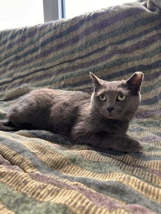 Pewter, a Adoptable Domestic Short Hair in Georgetown, DE image 2/2