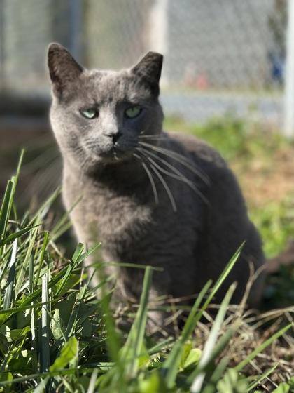Pewter, a Adoptable Domestic Short Hair in Georgetown, DE image 2/2
