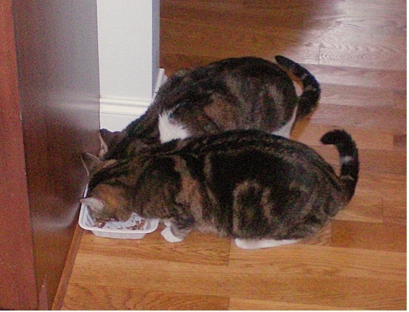 Chomp Chomp, a Adoptable mixed breed in Wilmington, NC image 1/4