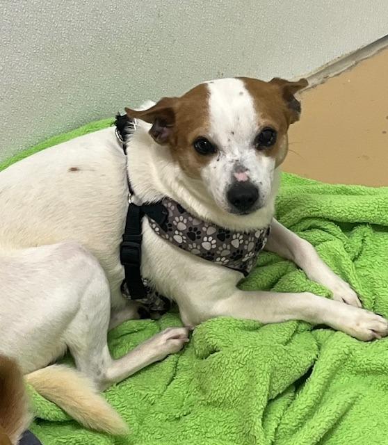 Skipper aka Chipper, Adoptable, Young Male Terrier & Chihuahua.