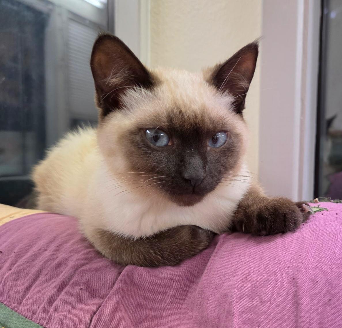 Grace, adopted, Kitten Female Siamese.