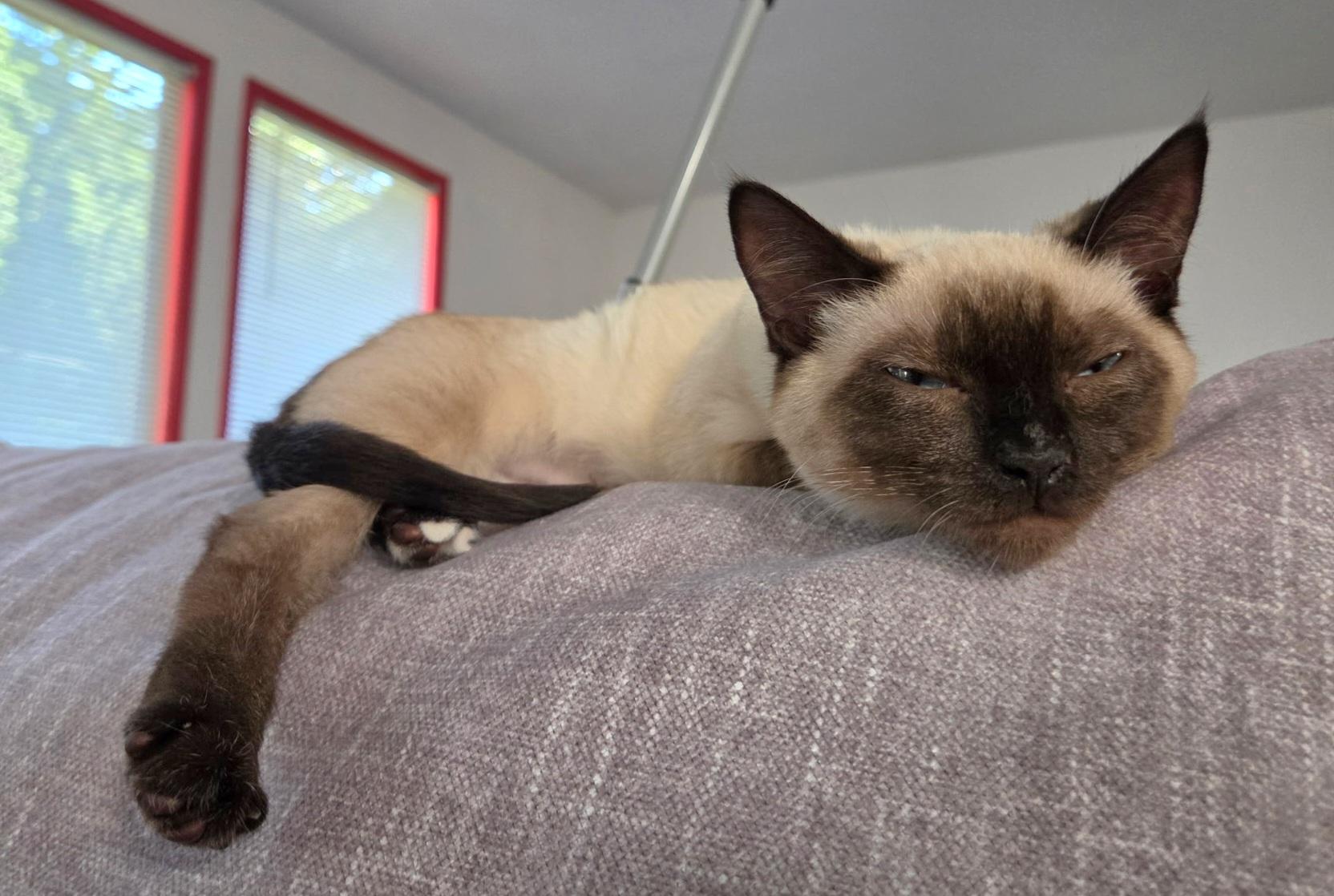 Enlarge Grace, an adopted Siamese in Springfield, OR image 2/4