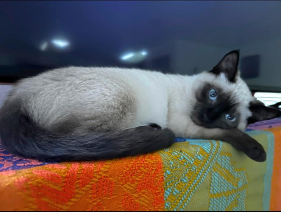 Enlarge Grace, an adopted Siamese in Springfield, OR image 3/4
