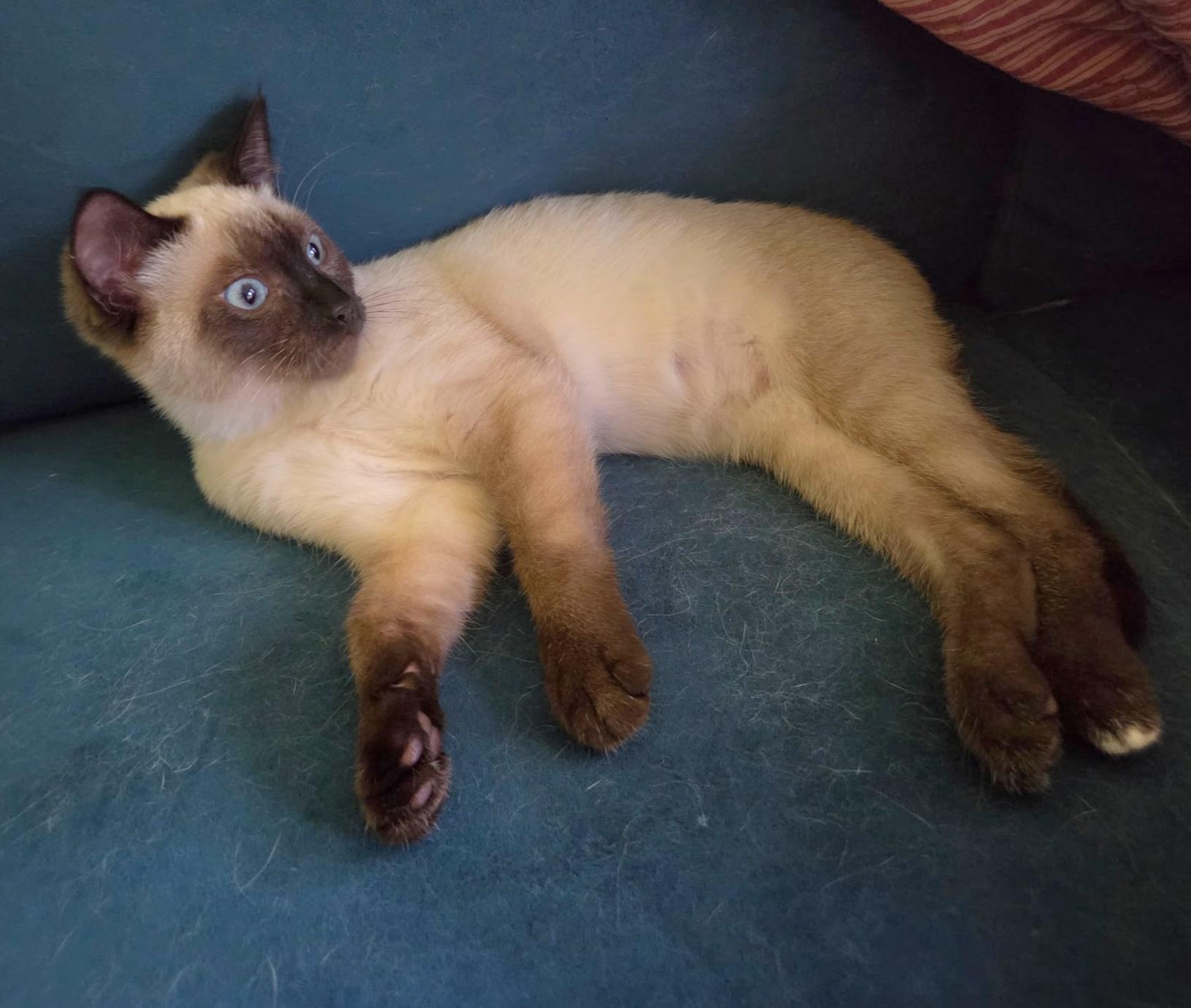 Enlarge Grace, an adopted Siamese in Springfield, OR image 4/4