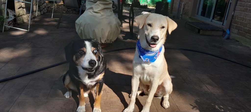 Enlarge Dash, a Adoptable mixed breed in Conroe, TX image 5/6