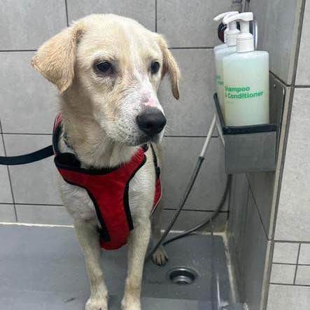 Enlarge Dash, a Adoptable mixed breed in Conroe, TX image 6/6