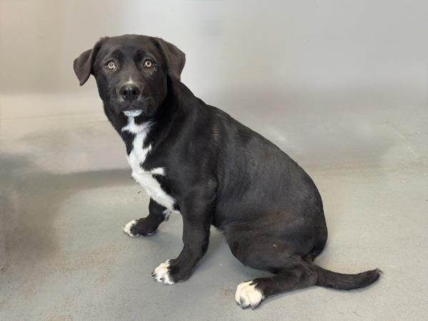 Enlarge *Honey Mustard*, a Adoptable mixed breed in Salt Lake City, UT image 1/1