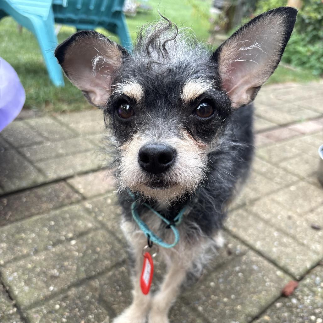 Curly-Sue, Adoptable, Young Female Yorkshire Terrier & Chihuahua.