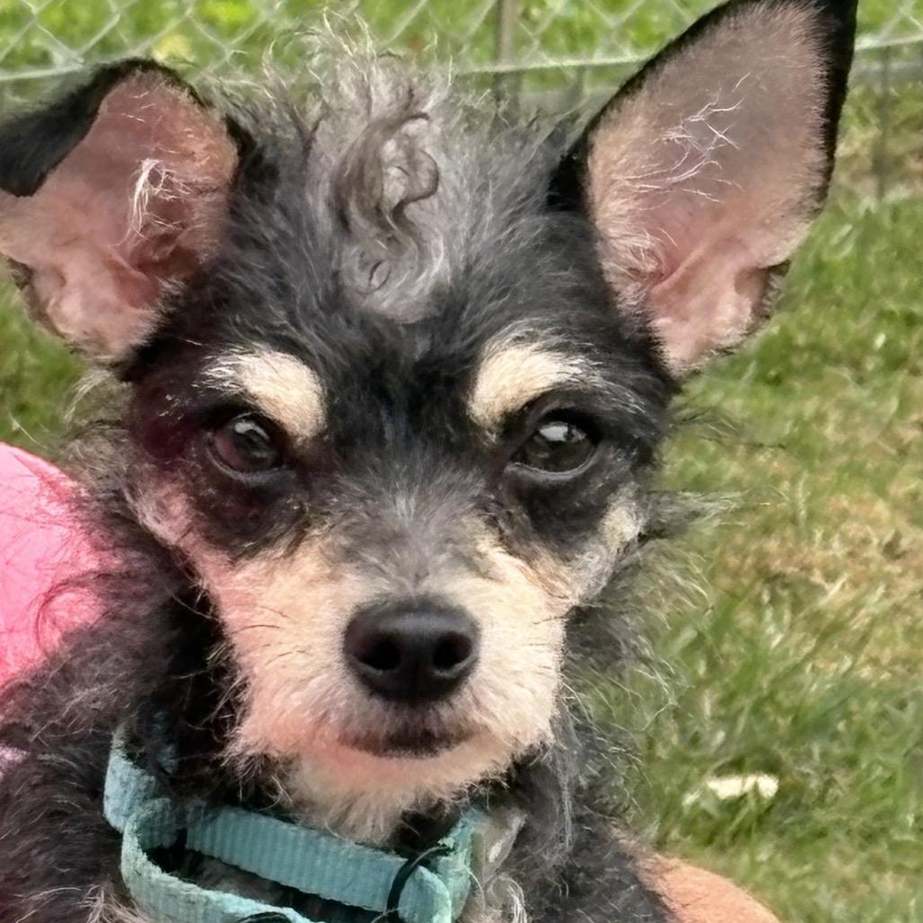 Enlarge Curly-Sue, a Adoptable mixed breed in Hudson, IL image 2/3