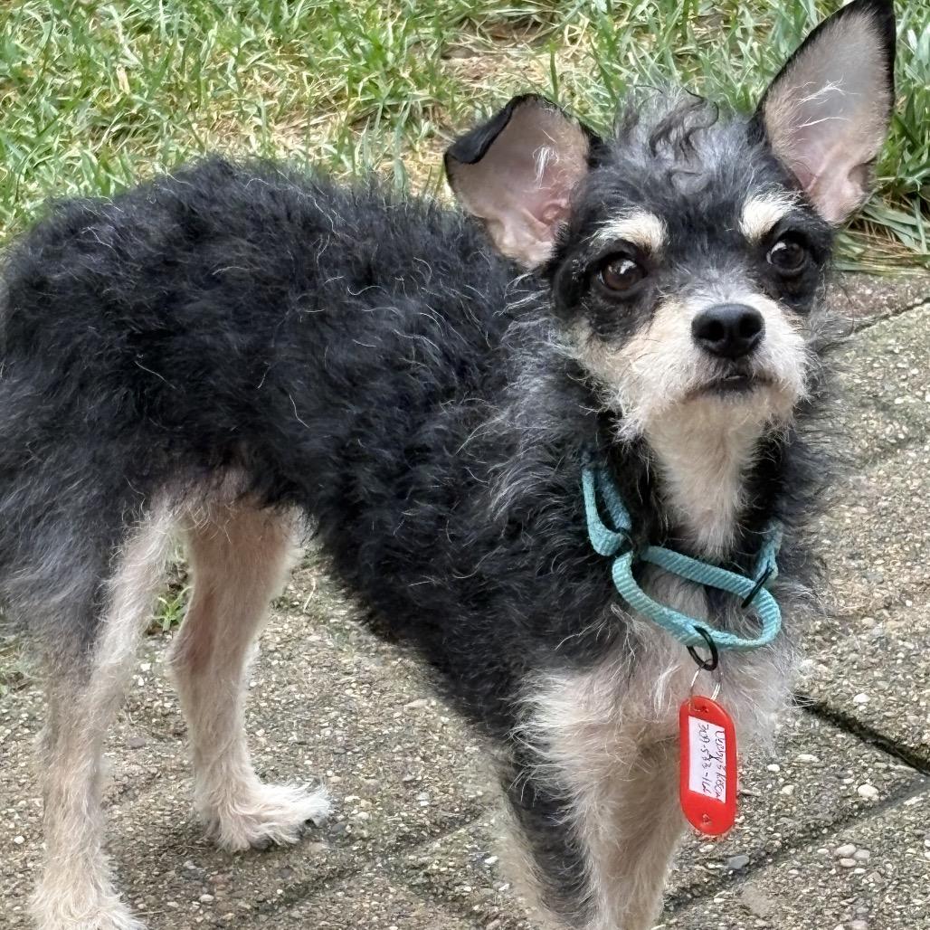 Enlarge Curly-Sue, a Adoptable mixed breed in Hudson, IL image 3/3