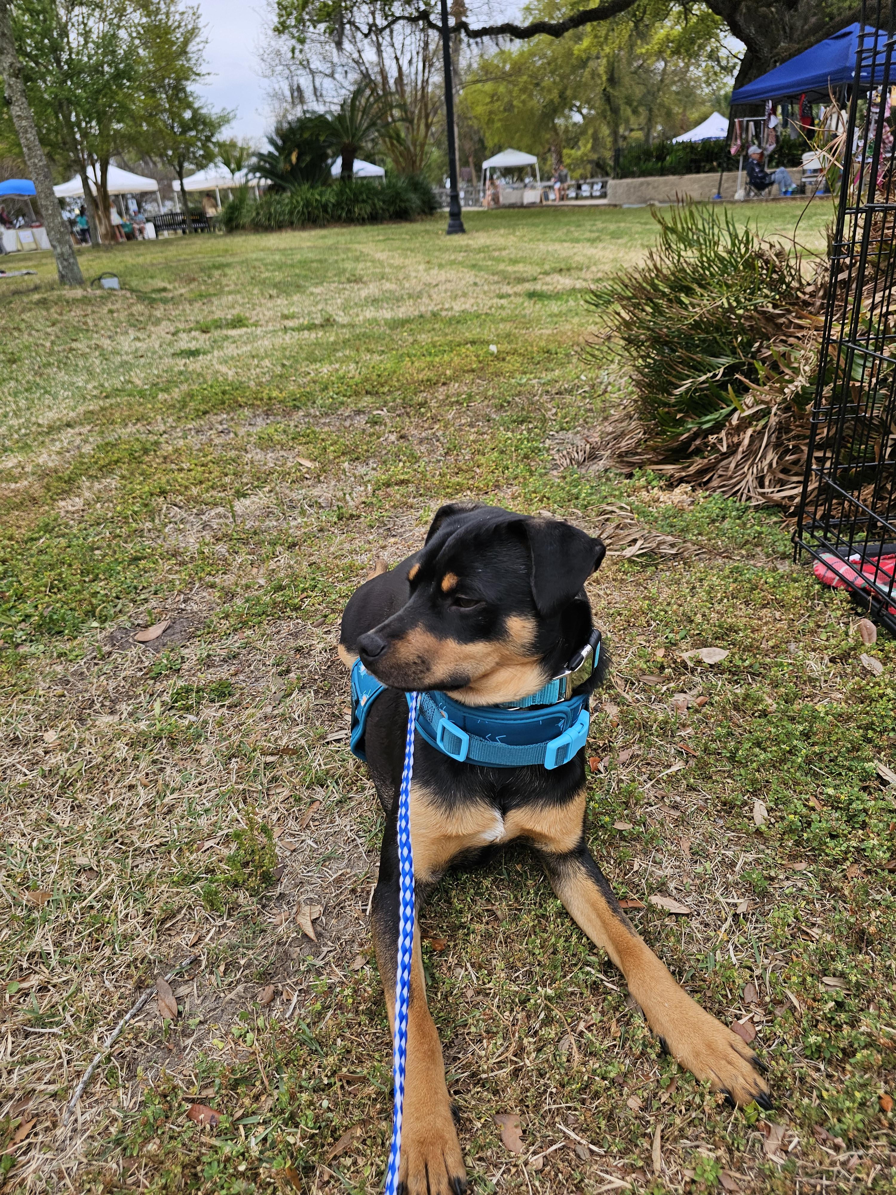 Enlarge Donnie, a Adoptable mixed breed in Panama city, FL image 1/2