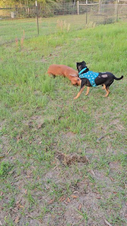 Enlarge Donnie, a Adoptable mixed breed in Panama city, FL video 2/2